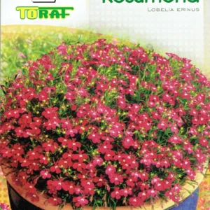 Lobelia czerwona Rosamond drobne kwiaty wypełniacz