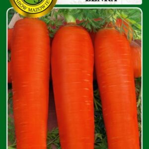 Marchew LENKA typ nantejski odmiana średnio późna