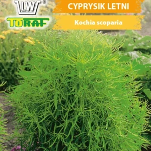 Mietelnik zielony, cyprysik letni