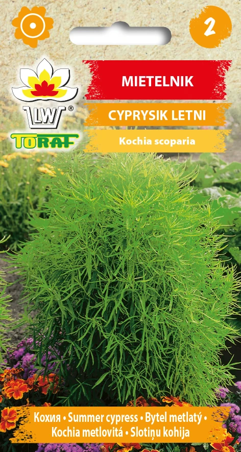 Mietelnik zielony, cyprysik letni