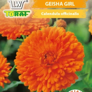 Nagietek lekarski GEISHA GIRL