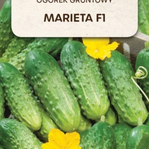 Ogórek MARIETA gruntowy odporny na parcha i mączniaka