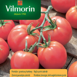 Pomidor Berner Rose – szwajcarska klasyka o wyjątkowym smaku