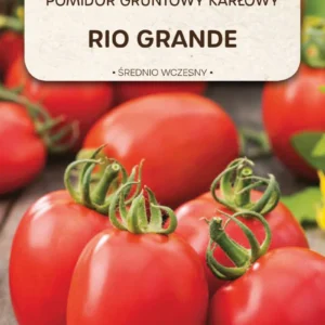 Pomidor RIO GRANDE karłowy gruntowy owalny – nasiona