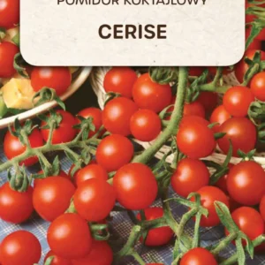 Pomidor koktajlowy CERISE gruntowy wysoki czerwony