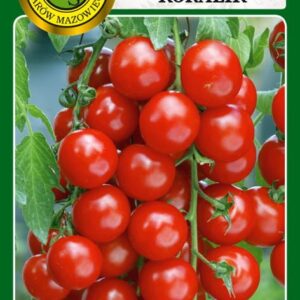 Pomidor koktajlowy KORALIK cherry odmiana średnio wczesna