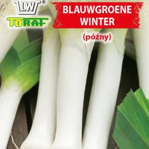 Por Blauwgroene Winter późny zimowy zimuje w gruncie