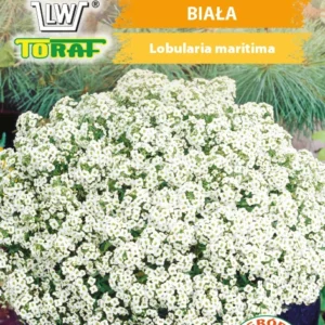 Smagliczka nadmorska biała