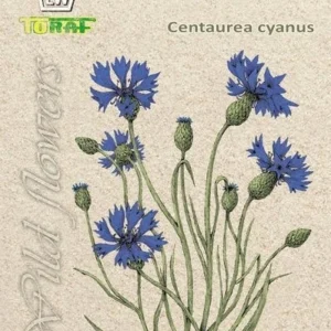 Chaber bławatek niebieski, wild flowers