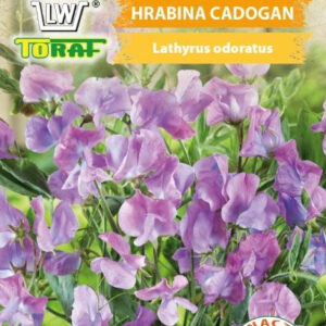 Groszek pachnący Hrabina Cadogan fioletowy