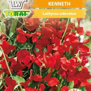 Groszek pachnący Kenneth czerwony