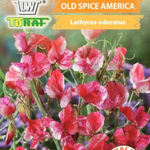 Groszek pachnący Old Spice America czerwono-różowy-biały