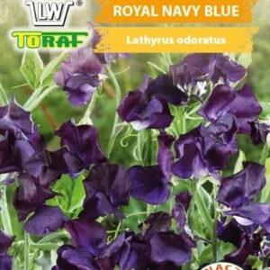 Groszek pachnący Royal Navy Blue granatowy