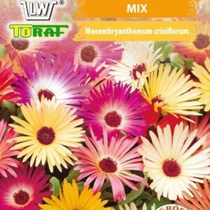 Przypołudnik mix mieszanka do ogrodów skalnych