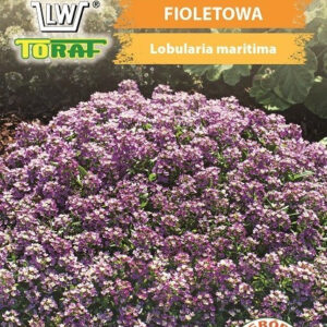 Smagliczka nadmorska fioletowa