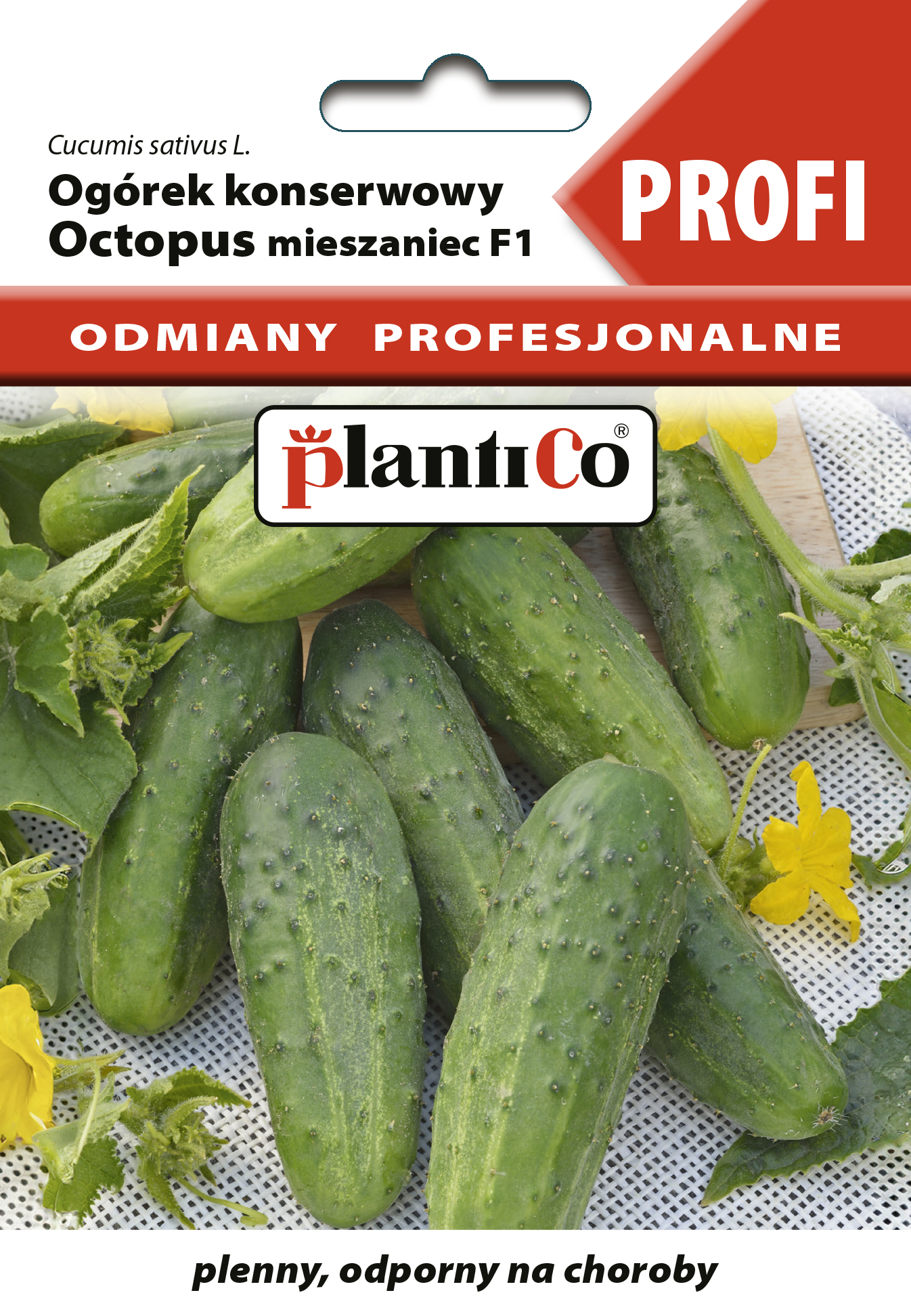Ogórek OCTOPUS odporny na choroby, do kiszenia i konserwowania