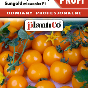Pomidor SUNGOLD koktajlowy cherry wysoki, super słodki