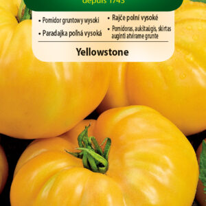 Pomidor Yellowstone żółty gruntowy wysoki