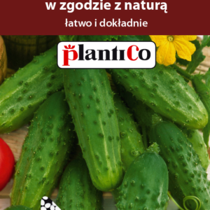 Ogórek SOPLICA konserwowy ok 50 nasion otoczkowanych