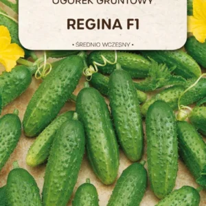 Ogórek gruntowy REGINA idealny do konserwowania