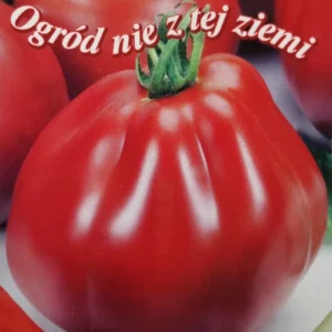 Pomidor Or Pera d`Abruzzo gruntowy soczysty mięsisty