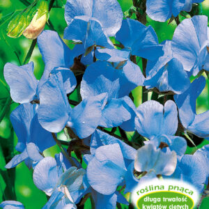 Groszek pachnący JASNONIEBIESKI pnący