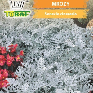 Starzec popielny Mrozy Ząbkowane srebrzysta ozdoba ogrodu