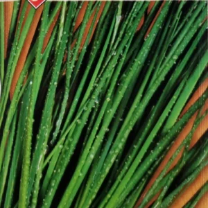 Szczypiorek wieloletni WULKAN długi, żywo zielony, mrozoodporny