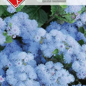 Żeniszek meksykański niebieski