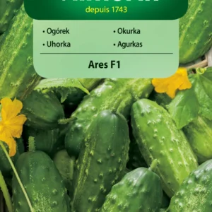 Ogórek ARES F1 duża odporność na choroby