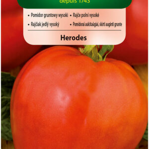 Pomidor HERODES gruntowy wysoki typu bawole serce