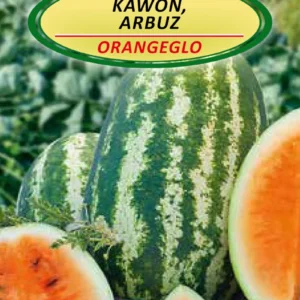 Arbuz kawon ORANGEGLO pomarańczowy, owoce 5-7 kg