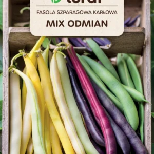 Fasola szparagowa MIX ODMIAN karłowa kolorowa