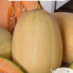 Melon EMIR F1 słodki, odporny na mączniaka rzekomego