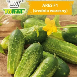 Ogórek ARES gruntowy mieszaniec bez goryczki