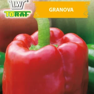 Papryka słodka GRANOVA czerwona
