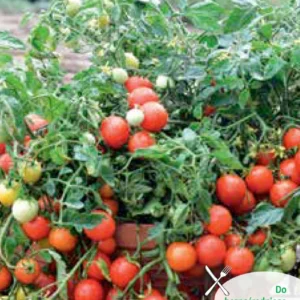 Pomidor MASKOTKA drobny do uprawy w pojemnikach na balkonach