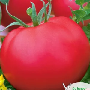 Pomidor FAWORYT gruntowy