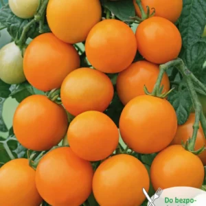 Pomidor koktajlowy FIGIEL wysoki, pomarańczowy