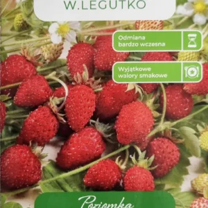 Poziomka REGINA czerwona bardzo plenna