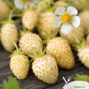 Poziomka YELLOW WONDER biała