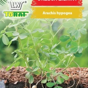 Orzech Ziemny uprawa w gruncie i w donicach