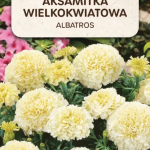 Aksamitka ALBATROS wielkokwiatowa kremowo-biała