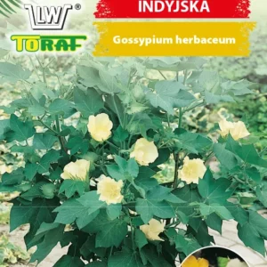 BAWEŁNA INDYJSKA wieloletnia do uprawy w pojemnikach