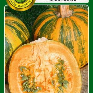 Dynia bezłupinowa JUNONA