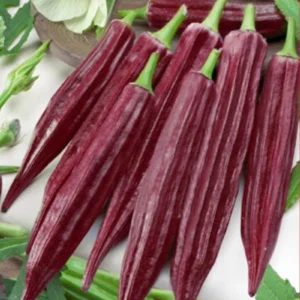 Okra Burgundy, Ketmia Jadalna