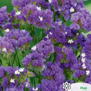 Zatrwian wrębny FIOLETOWY jednoroczny na suche bukiety