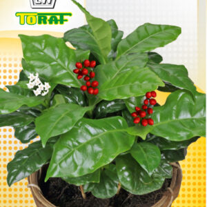 KAWA ARABSKA seria Exotic Hobby wieloletnia